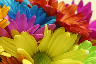 Colorful Daisy Flowers Best Latest Wallpapers   1633343