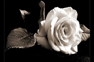 Latest Wallpapers For Mobile   Wallpapers HD Fine