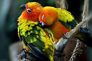 Free download birds beautiful colorful bird wallpaper.jpg