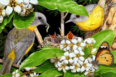 Bird Pair Wallpapers