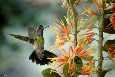 Flying Bird Wallpapers