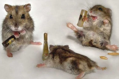 Funny Animal Wallpaper, Funny Animal Photos, New Wallpapers