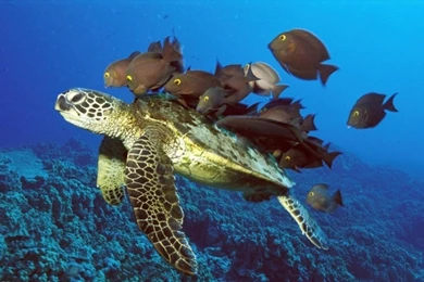 Hd sea turtle wallpaper .jpg