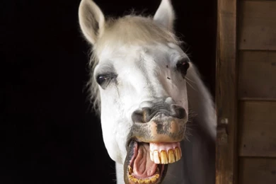 Funny Animals Picture Hd Wallpapers   Backgrounds Wallpapers For ...