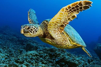 Sea Turtle HD Wallpapers Download Free Sea Turtle Tumblr Pinterest ...