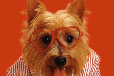 Funny Animal Wallpapers   Crazy Frankenstein