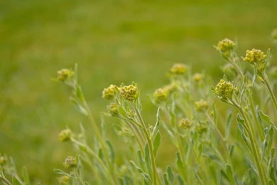 Minimalist Nature [Wallpaper] By GlaedrTheDragon On DeviantArt