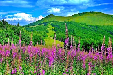 Green Mountain Flowers Trees Nature
