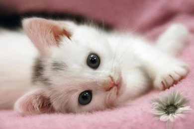 Beautiful Dreamer   Daydreaming Wallpapers (20062800)   Fanpop