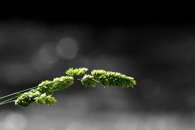 Macro, Simple Background, Minimalism, Green Grass, Nature   HD ...