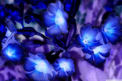 Glowing Flowers Inspired By Avatar HD Desktop Wallpapers ...