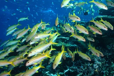 Live Desktop Backgrounds Free