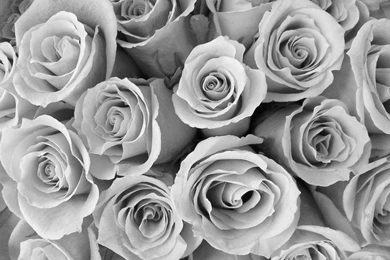 Flowers Black And White Special Pink Roses Wallpaper. Black And ...