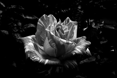 Just Our Pictures   Roses ~ Rose Pictures For Background/Wallpapers