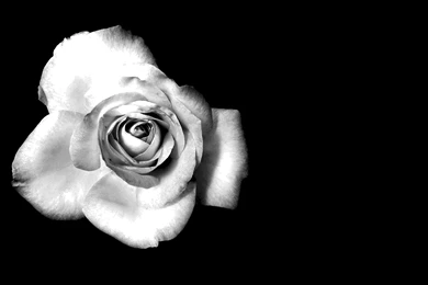 Black and white rose Desktop wallpapers.jpg