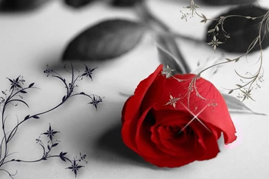 Rose White And Black 1280x800 Wallpapers, 1280x800 Wallpapers ...