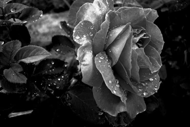 Wedding Flowers: Black & White Roses Wallpapers New Pictures Of 2012