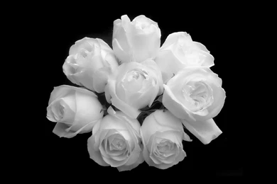 White Rose Wallpapers HD 3.jpg