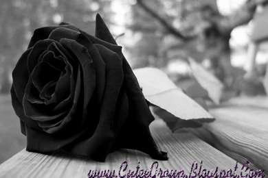 Wallpapers Black Rose   Wallpapers Cave
