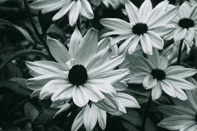 Black And White Flowers Wallpapers   HD Wallpapers Lovely