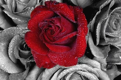 Loving2you: Rose Day 7th February