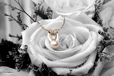 White Rose Flowers Wallpapers   Entertainment Only