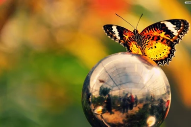 Beautiful Butterfly In Globe Wallpapers HD Wallpapers