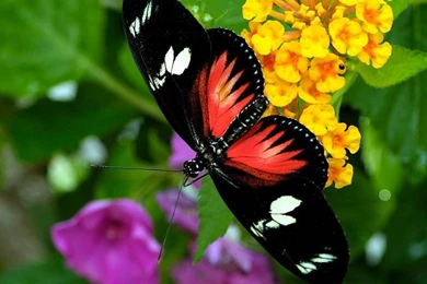 Wallpapers Beautiful Butterfly HD:Computer Wallpapers
