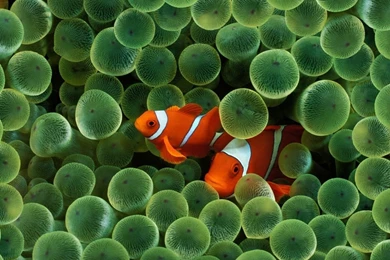 1280x1024 Fish, Color, Wet, Algae, Macro, Green Stuff, Strips ...