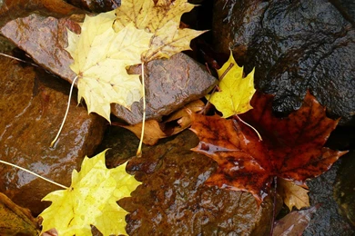 MLeWallpapers.com   Wet Leaves And Rocks