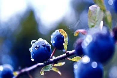 Blueberry on Tree HD Wallpapers.jpg