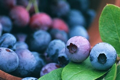 Blueberry Macro iPhone 4s Wallpapers Download