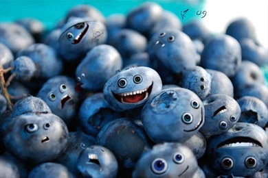 Blueberry   The Wonder Berry   Get Real Living