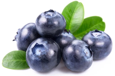 Blueberry 50720   Flowers Photo   Flowers