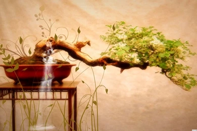 Japanese Bonsai Tree Art   Wallpaper.
