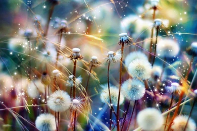 Mobile Wallpapers Free Download