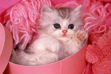 4 Cute Kittens Wallpapers   ImgMob