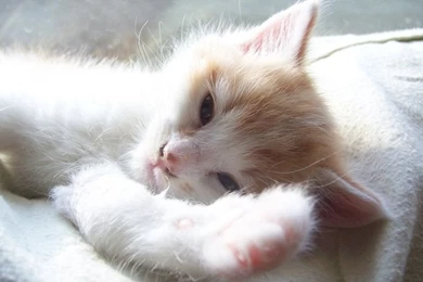 White Cute Kitten Wallpapers Free White Cute Kitten Wallpapers By ...