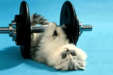 Cat Wallpapers Free Download   Wallpapers High Definition