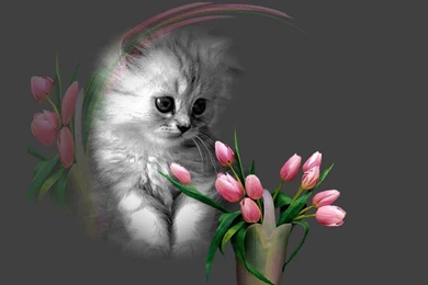 Flower Wallpapers For Mobile Free Download