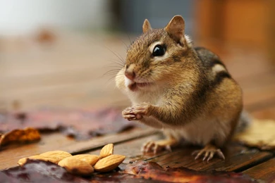 Squirrel HD Wallpaper 1.jpg
