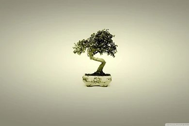 Japanese Bonsai Tree Art   Wallpaper.