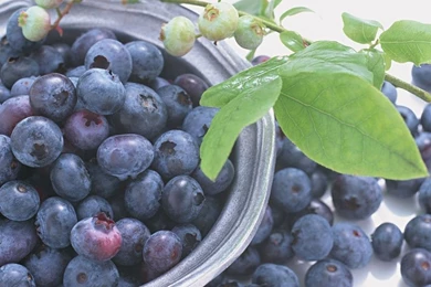 Blueberry Computer Wallpapers, Desktop Backgrounds