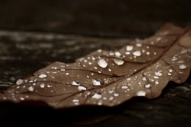 Download Wallpapers 1920x1080 Leaves, Dry, Autumn, Brown, Dark Full ...