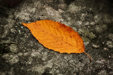 Full HD Wallpapers + Black, Nature, Orange, By Sven Muller, Leafs ...
