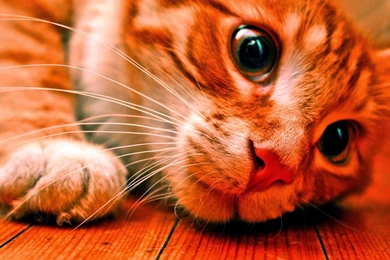 Free Download 100+ Full HD 2014 Latest Wallpapers