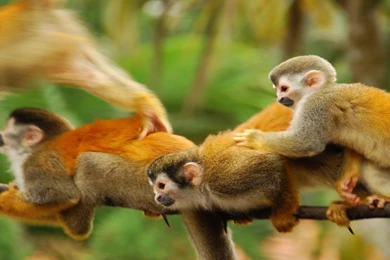 Squirrel Monkey Of The Rain Forest Of Central And South America ...