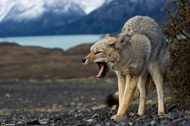 Gray Fox At Dusk Picture, Animal Wallpapers   National Geographic ...