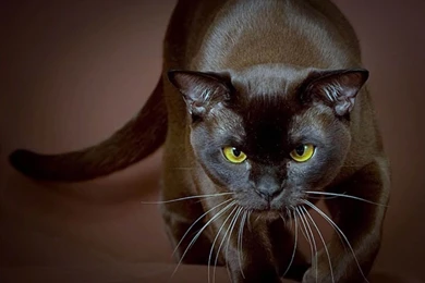 Wallpaper: Cat Hunter Wallpapers