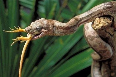 Top 10 Most Dangerous Snakes